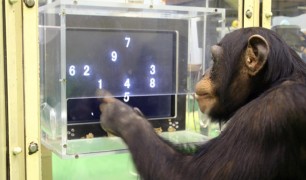 ape